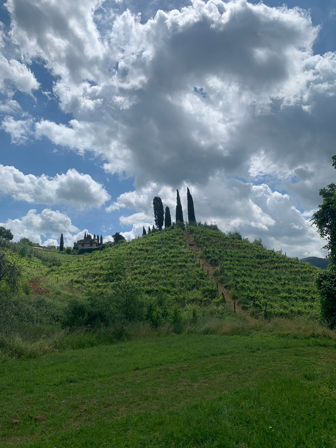 Weinberg des Weinguts Macea in der Garfagnana, Toskana – FNWNS